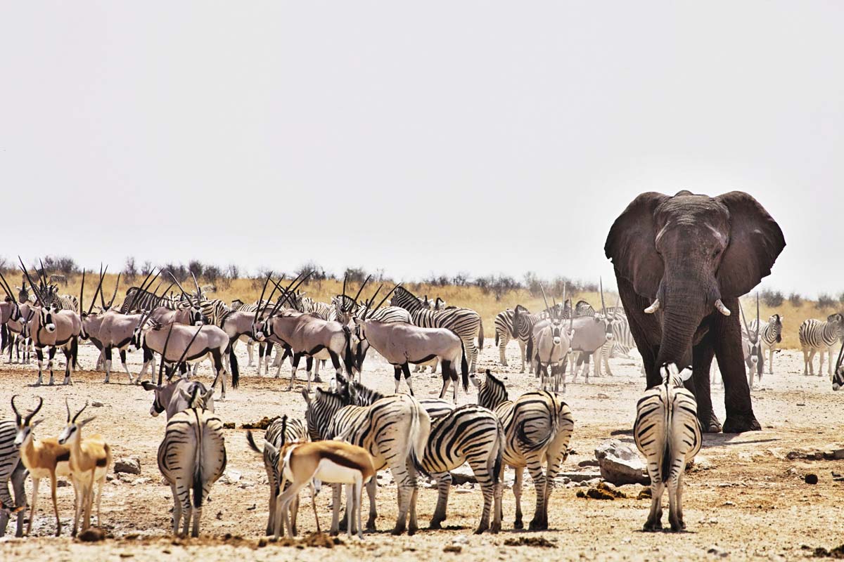 Wildlife Safari on a Namibia Luxury Safari